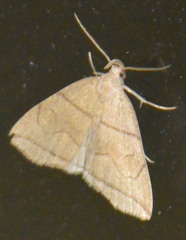 Herminia grisealis