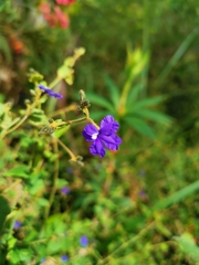 Dampiera hederacea