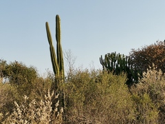 Cereus jamacaru
