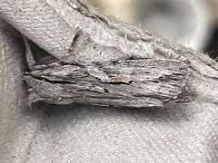 Lithophane leautieri