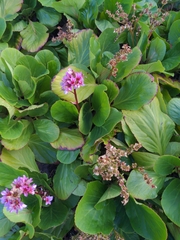 Bergenia