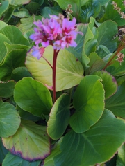Bergenia