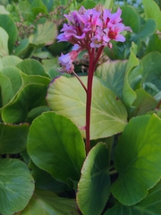 Bergenia