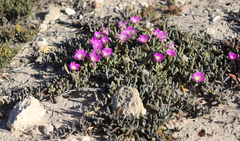Carpobrotus modestus