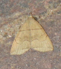 Herminia grisealis