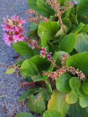 Bergenia