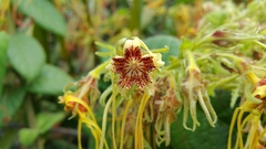 Strophanthus hispidus