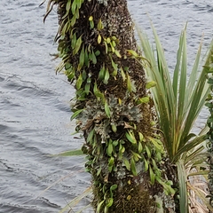 Pyrrosia eleagnifolia