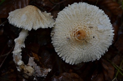 Cystolepiota