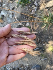 Bromus carinatus