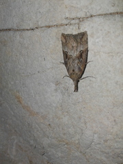 Hypena rostralis
