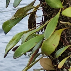 Pyrrosia eleagnifolia
