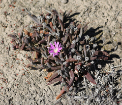 Disphyma crassifolium