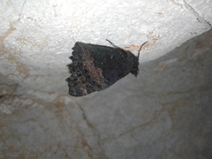Nymphalis