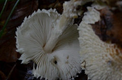 Cystolepiota