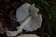 Cystolepiota