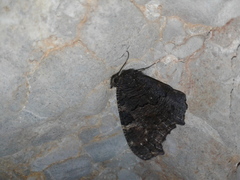 Nymphalis