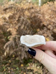 Cantharellula umbonata