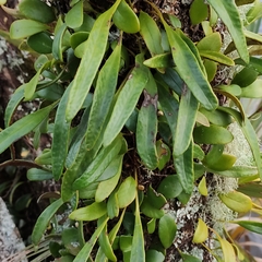 Pyrrosia eleagnifolia