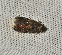 Barea atmophora