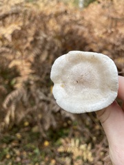 Cantharellula umbonata