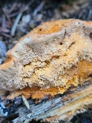 Pycnoporellus