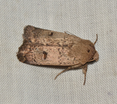 Proteuxoa hypochalchis