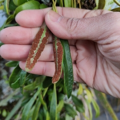Pyrrosia eleagnifolia