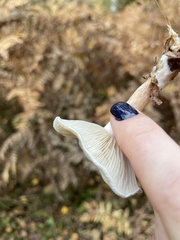 Cantharellula umbonata