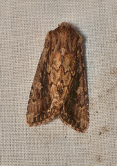 Dasygaster ligniplena