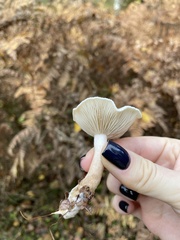 Cantharellula umbonata