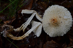 Cystolepiota