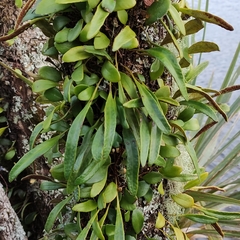 Pyrrosia eleagnifolia