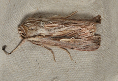 Persectania ewingii