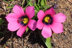 Moraea versicolor