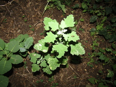 Chenopodium opulifolium