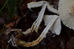 Cystolepiota