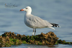 Ichthyaetus audouinii