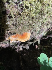 Pycnoporellus