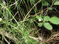Asparagus verticillatus