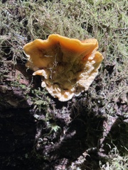 Pycnoporellus