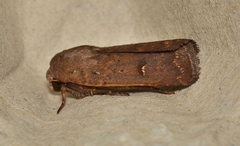 Proteuxoa hypochalchis
