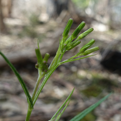Senecio phelleus