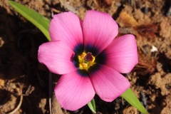 Moraea versicolor