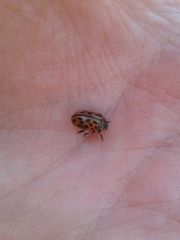 Chrysomela vigintipunctata