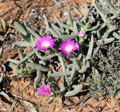 Carpobrotus modestus