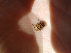 Chrysomela vigintipunctata