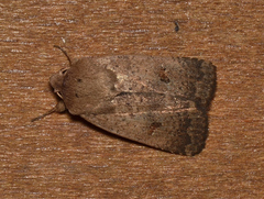 Proteuxoa hypochalchis