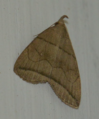 Herminia grisealis