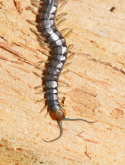 Cormocephalus